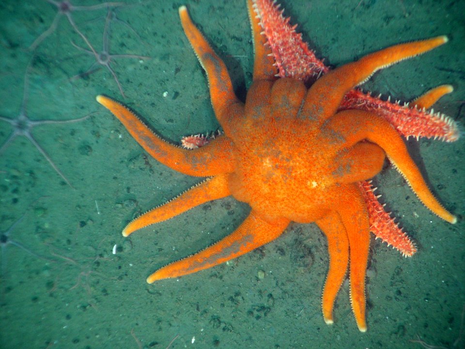 OCNMS - Sun Star Attacking Spiny Red Sea Star