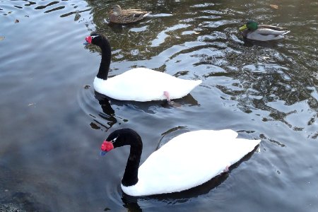 Black-necked Swans photo