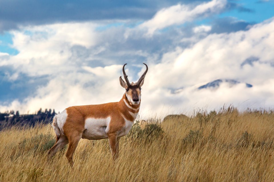 Pronghorn, Blacktail Deer Plateau