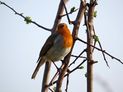 In Good Voice Friday