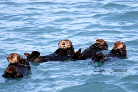 MBNMS - Otters photo