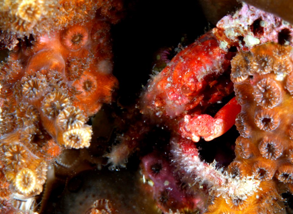 GRNMS - Mithrax Crab In Oculina