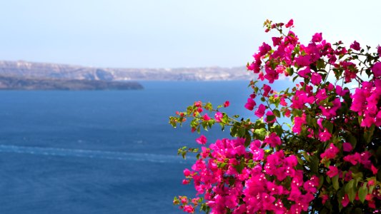 Bougainvillea photo