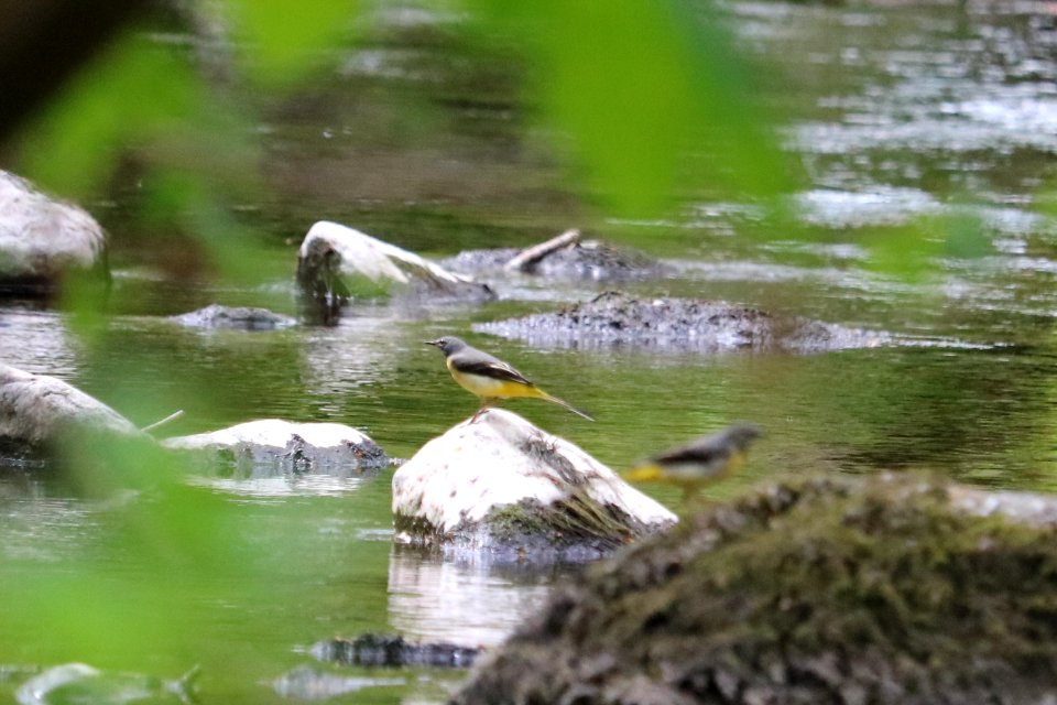 Grey Wagtail photobombed