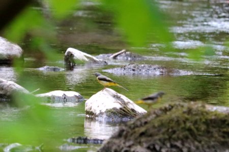 Grey Wagtail photobombed