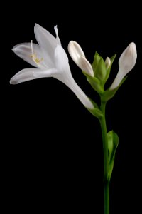 Hosta plantaginea flower photo