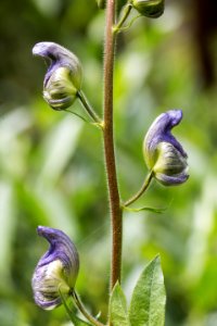 Columbian monkshood  (Ranunculaceae: Aconitum columbianum) along the trail to Wolf Lake