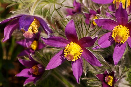 Pasqueflower floral beauty spring photo