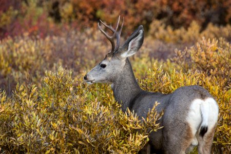 Mule deer buck, Swan Lake Flat
