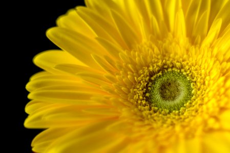 Gerbera Daisy