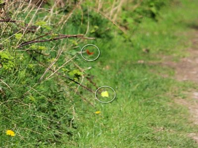 Brimstone and Comma photo