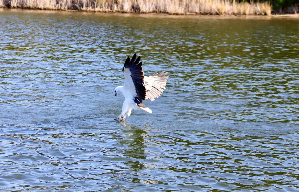 White-bellied sea eagle