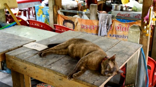 Market Kitty photo