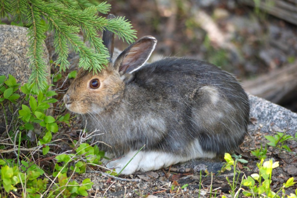 snowshoe hare rocky mountain park
