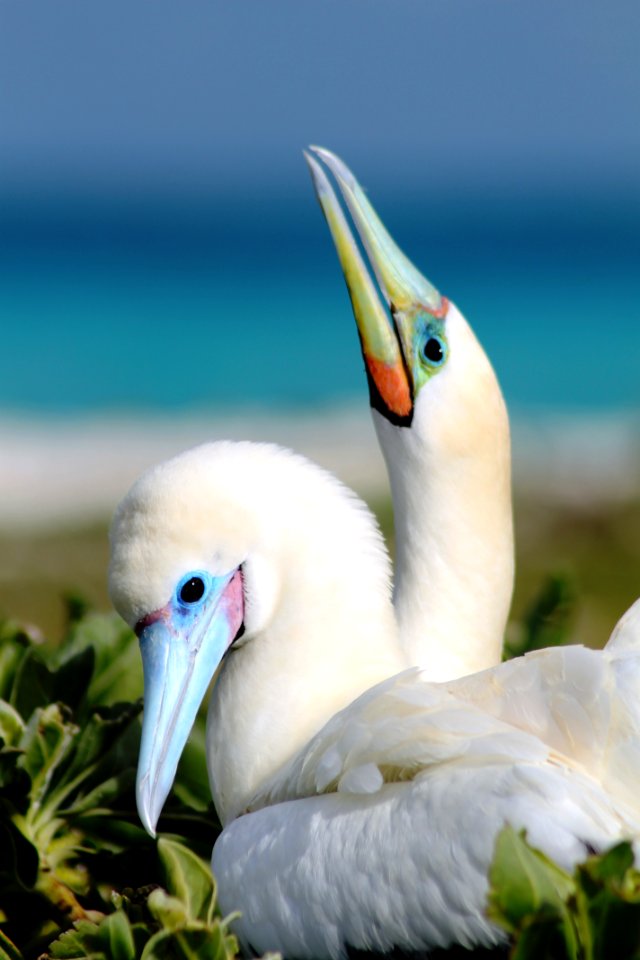 PMNM - Birds on French Frigate Shoals photo