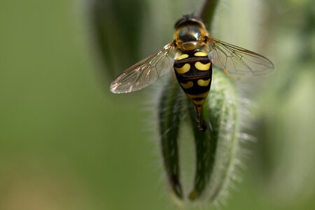 Flower fly eupeodes luniger borage