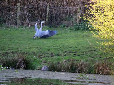 Grey Heron 01 photo