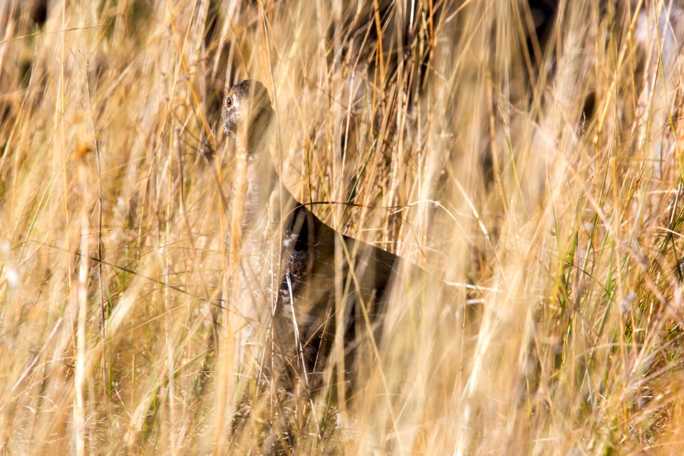 Dusky grouse near Osprey Falls