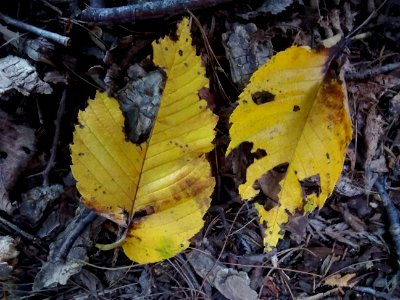 Leaves U. minor??? ACH15
