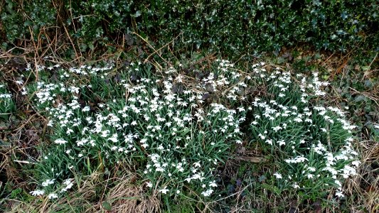 Signs of Spring photo