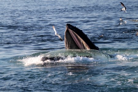 SBNMS - Humpback Whale photo