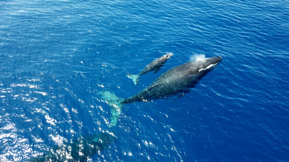 Humpback Whale And Calf At Surface