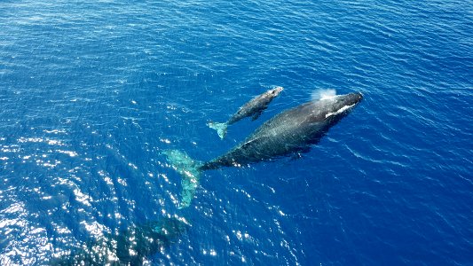 Humpback Whale And Calf At Surface photo