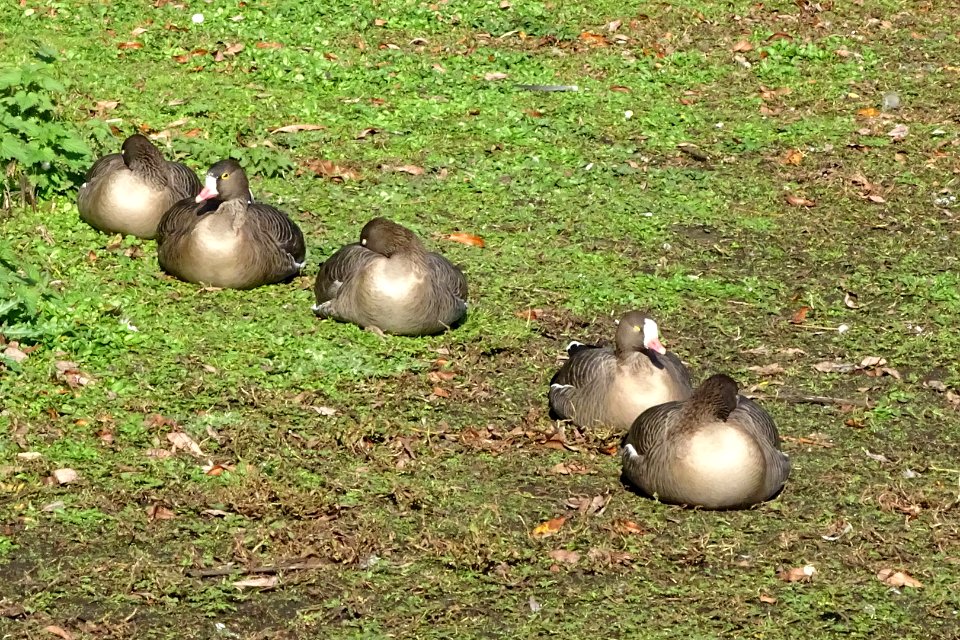 Lesser White-fronted Goose