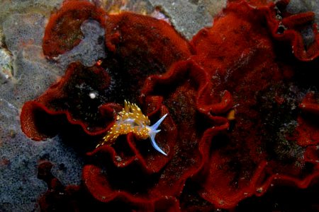 MBNMS - water sipora - opalescent nudibranch photo