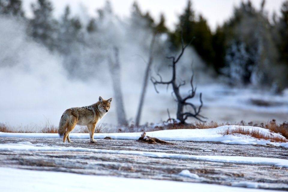 Coyote near Biscuit Basin