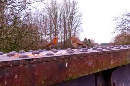 2 Robins Not Fighting photo