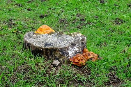 Autumnal Fungus photo