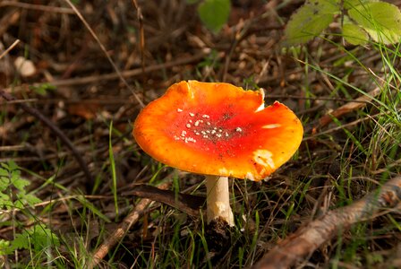 Grow nature autumn