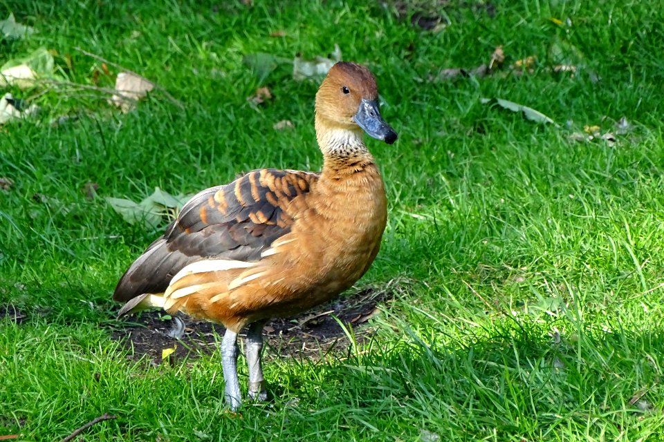 Fulvous Whistling-Duck