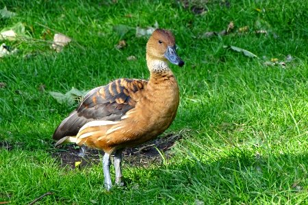 Fulvous Whistling-Duck photo