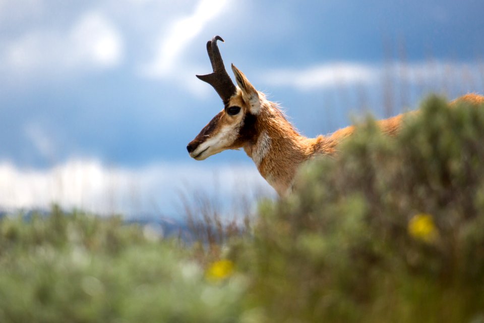 Pronghorn, Blacktail Deer Plateau
