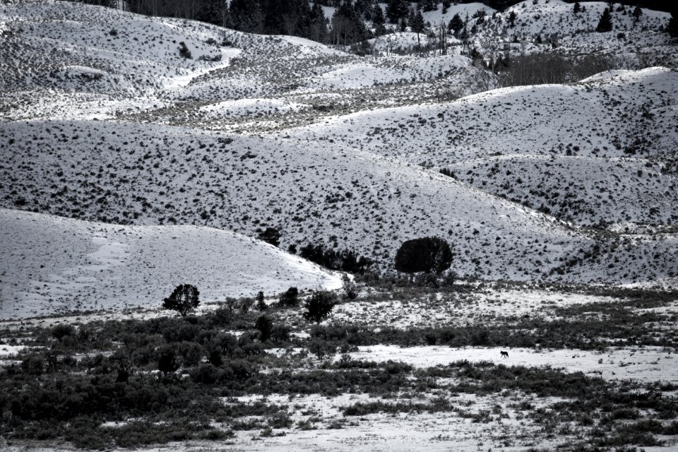 Trotting wolf, Gardiner Basin