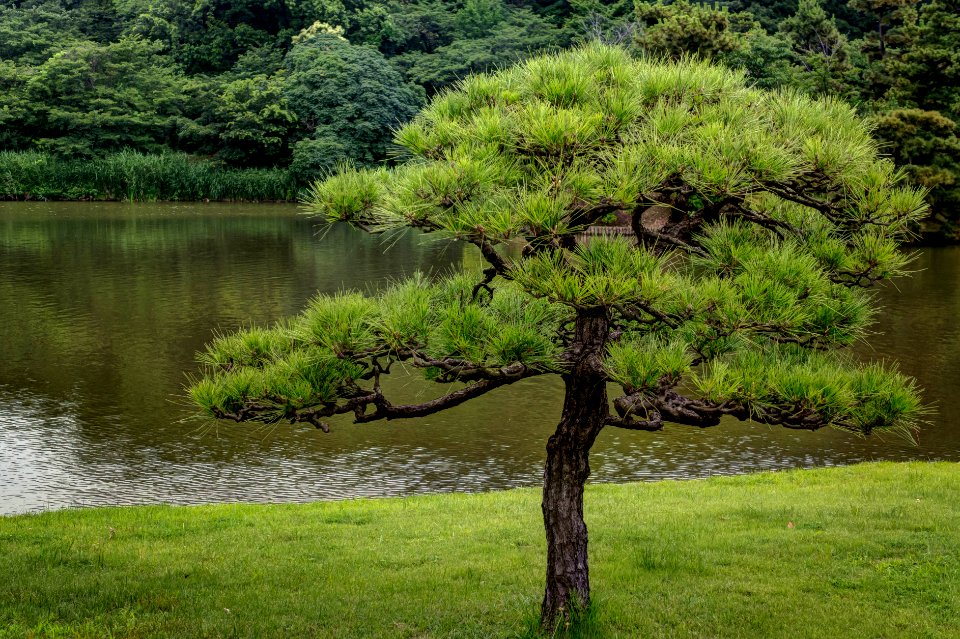 Sankei-en Gardens, Yokohama, Japan