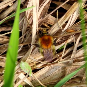 Solitary Bee photo