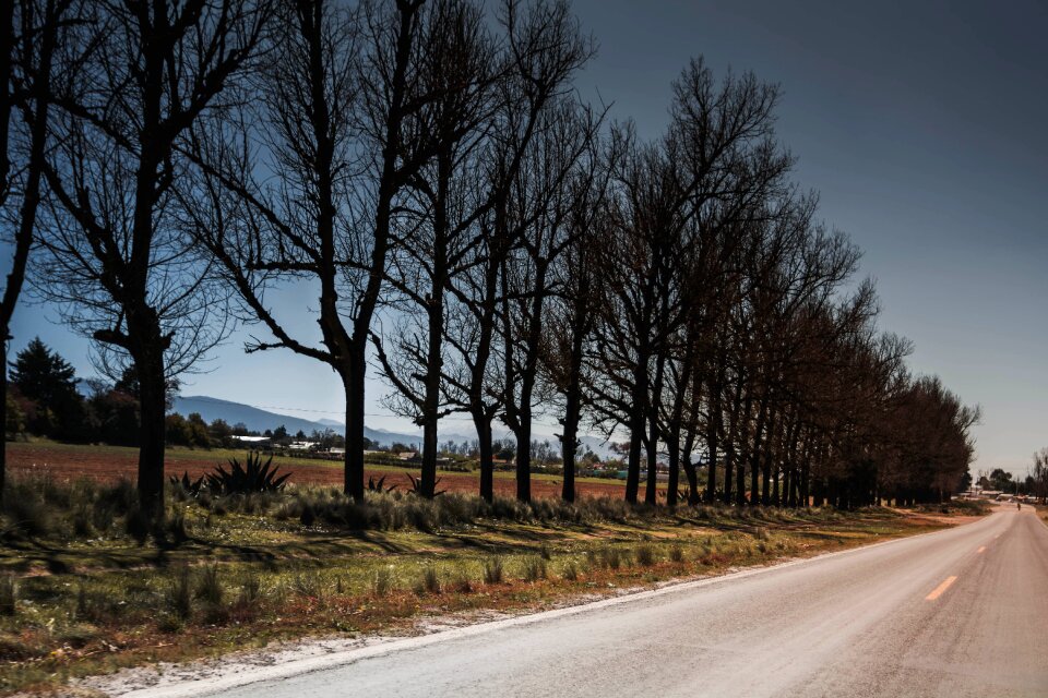 Trees path road