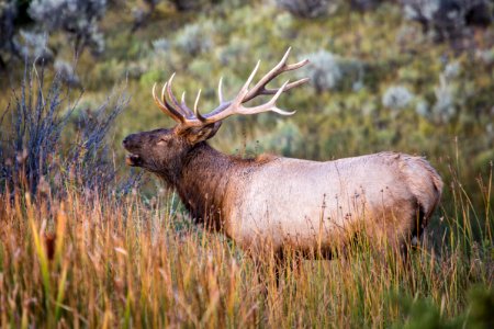 Bugling elk, Mammoth Hot Springs