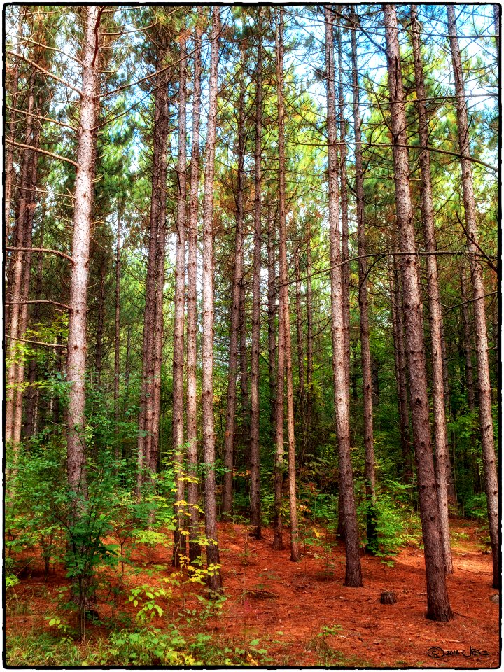 Hilton Falls Conservation Area
