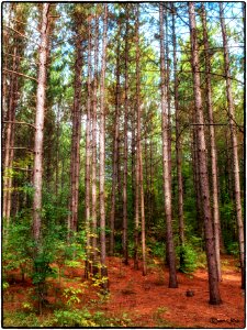 Hilton Falls Conservation Area