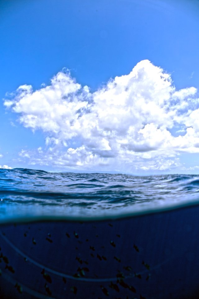 Nenue lurking below
