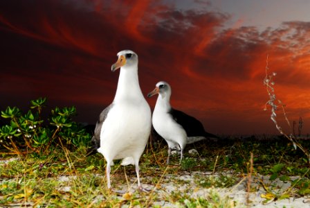 PMNM - laysan albatross photo
