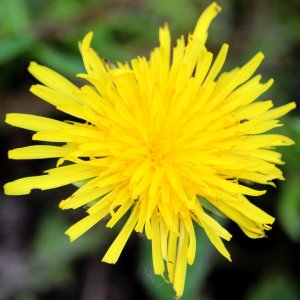 Dandelion photo