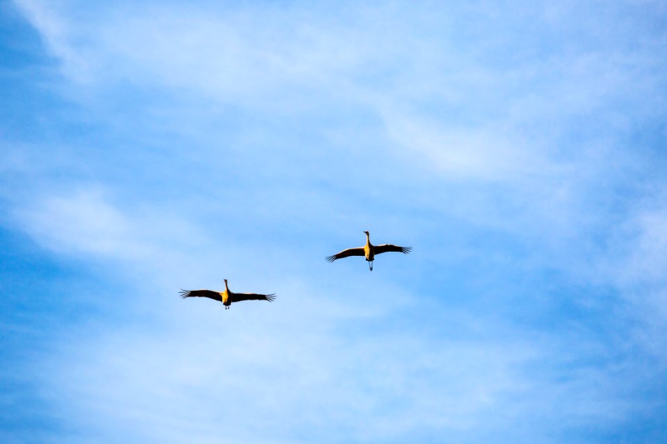 Sandhill Cranes, Lamar Valley