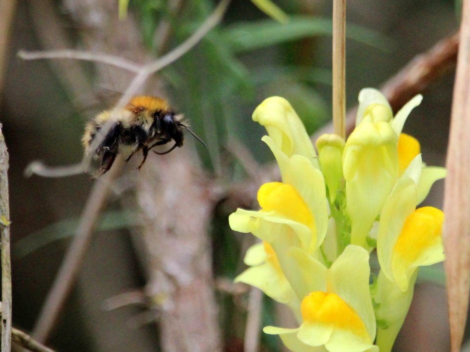 Bombus pascuorum photo