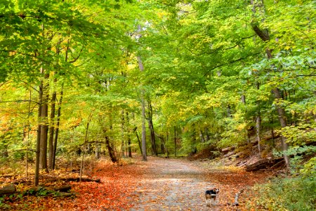 Beagle Bailey on the Culham Trail