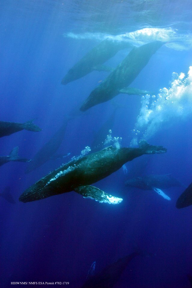 HIHWNMS - Humpback Whales
